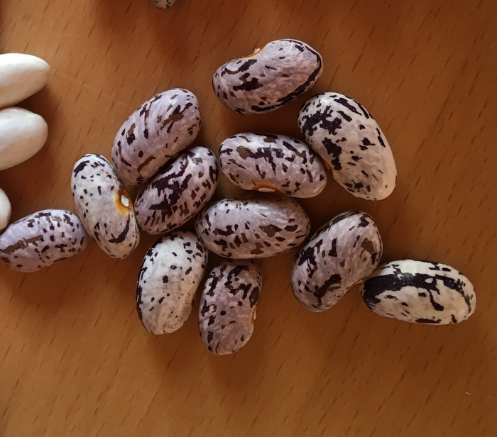 Türkische Violettgestreifte #4