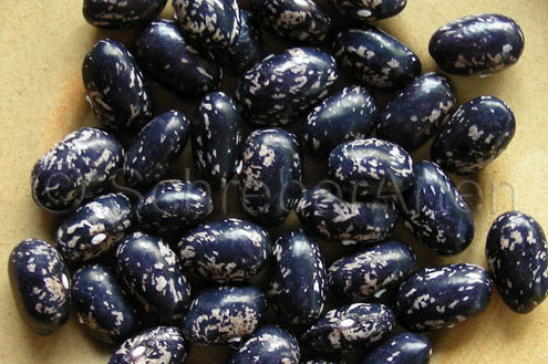 Blaue Wachtel