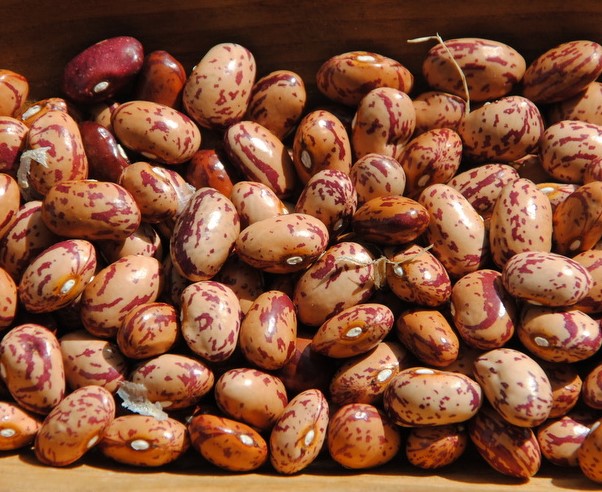 Möschebonne