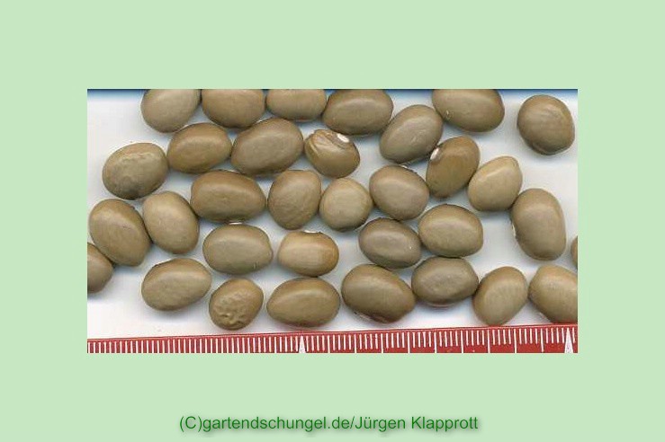 Datscha3 braunrund