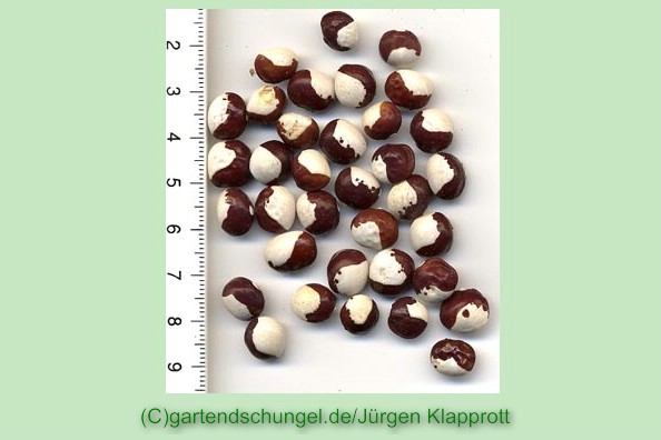 Datscha4 Schecke