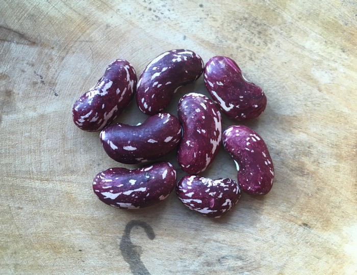 Afghanische Rote