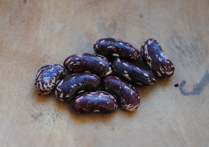 Afghanische Rote