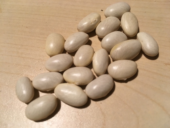 Antea (Schwertbohne)