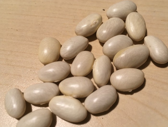 Antea (Schwertbohne)