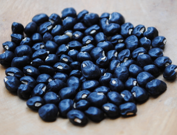 Black Crowder (Cowpea - Vigna unguiculata)