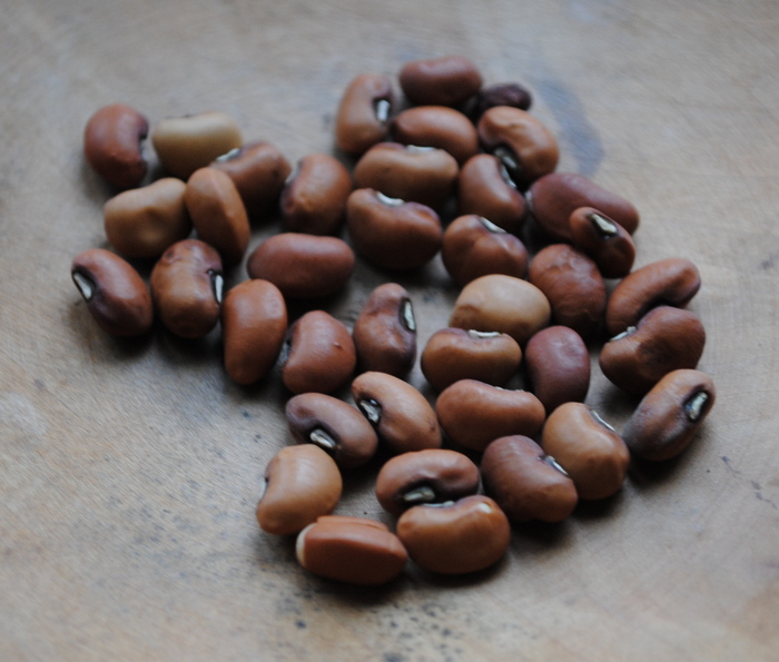Carrapichio (Cowpea - Vigna unguiculata)
