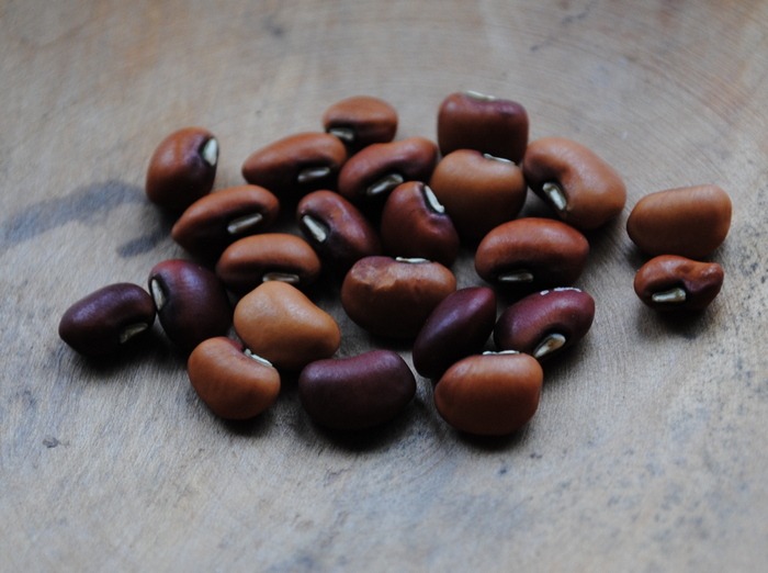 Monkey Tail  (Cowpea-Vigna unguiculata)