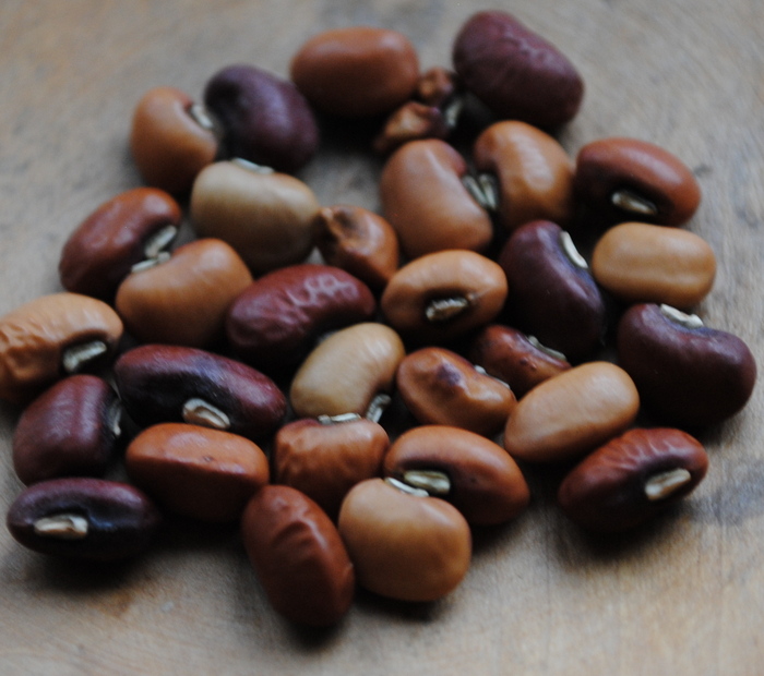 Penny Rile  (Cowpea-Vigna unguiculata)