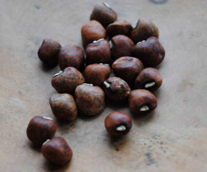 Pigott Family Heirlom  (Cowpea-Vigna unguiculata)
