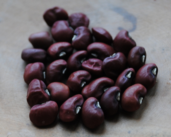 Red Ripper  (Cowpea-Vigna unguiculata)