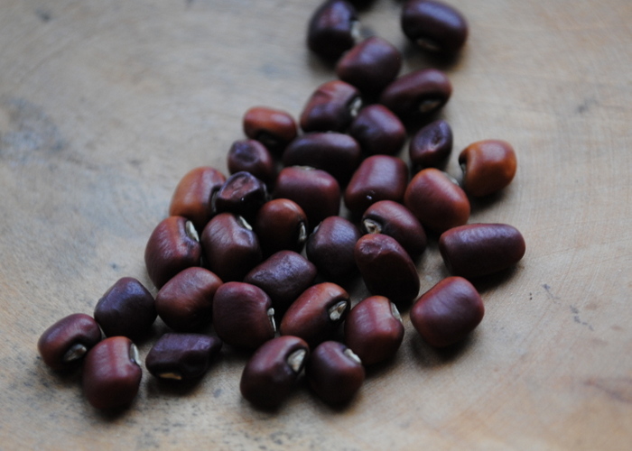 Stick Up (Cowpea-Vigna unguiculata)