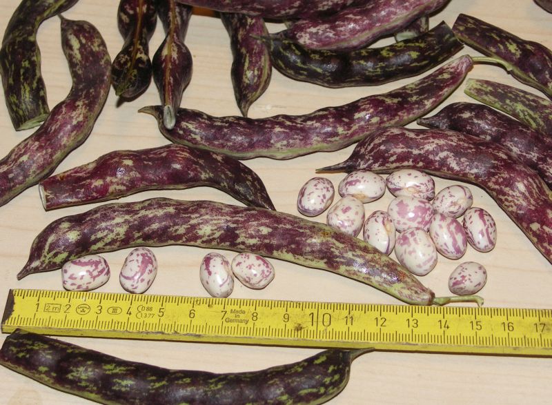 Kjems Pea Bean