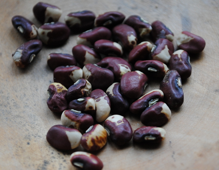Turkey Craw (Cowpea-Vigna unguiculata)
