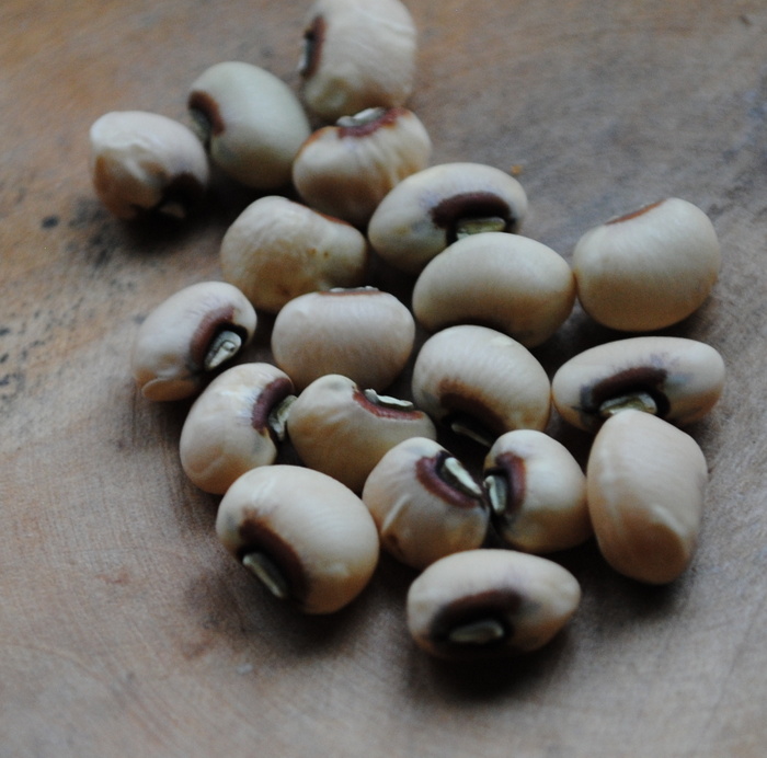 White Whippoowill (Cowpea-Vigna unguiculata)