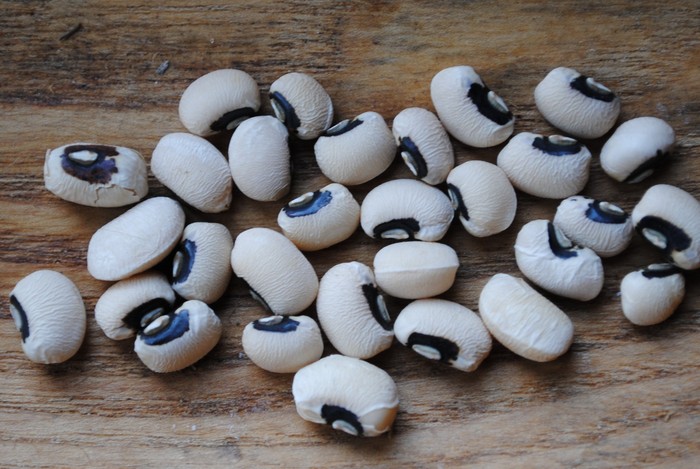 California Blackeye (Cowpea - Vigna unguiculata)