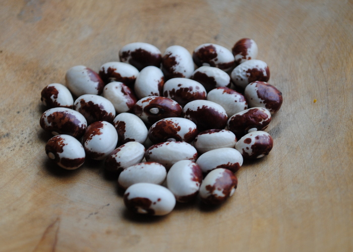 Schokofleckenbohne