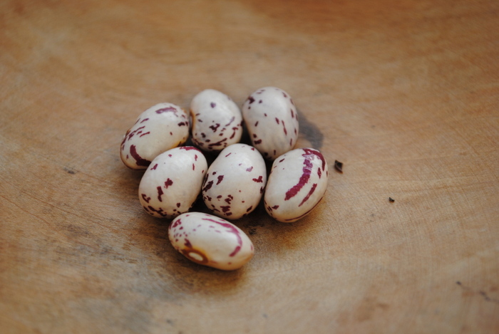 Vidinkas Wachtel (Borlotti Typ)