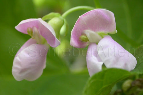 Borlotti