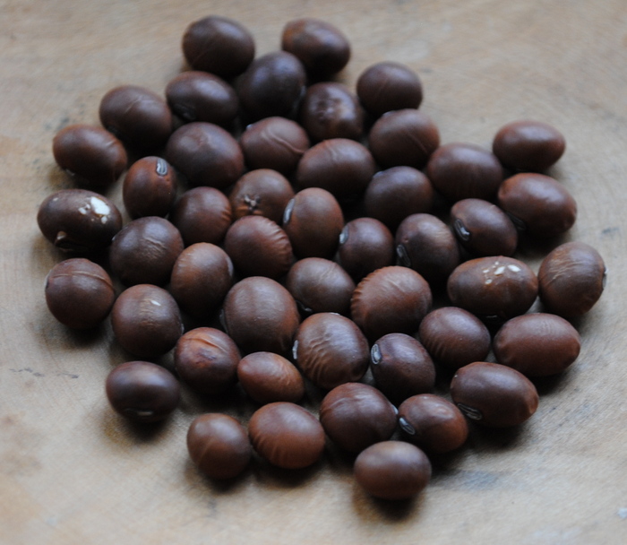 Fledderjohn (Sojabean)
