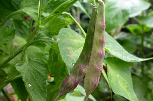 Borlotti