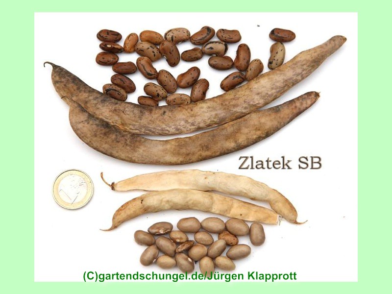 Zlatek