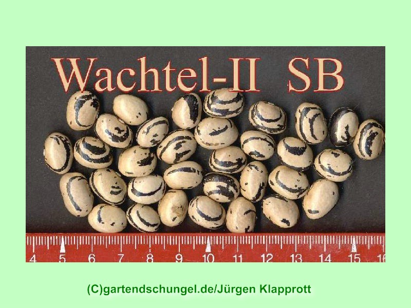 Wachtelbohne