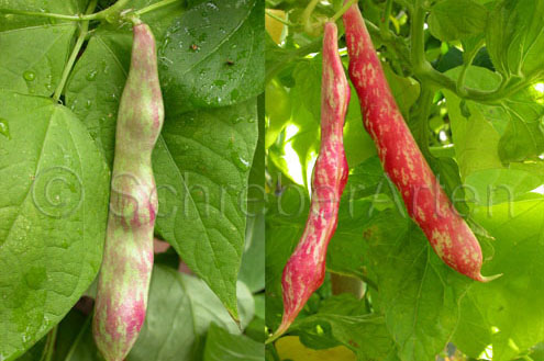 Borlotti