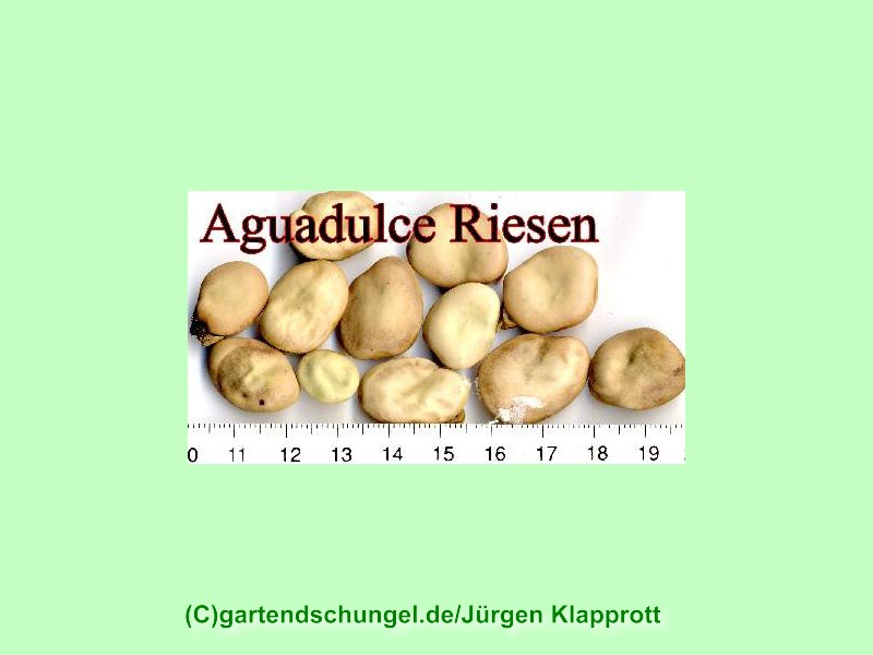 Aguadulce Riesen