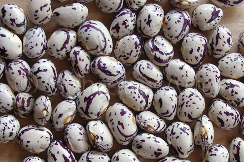 Borlotti