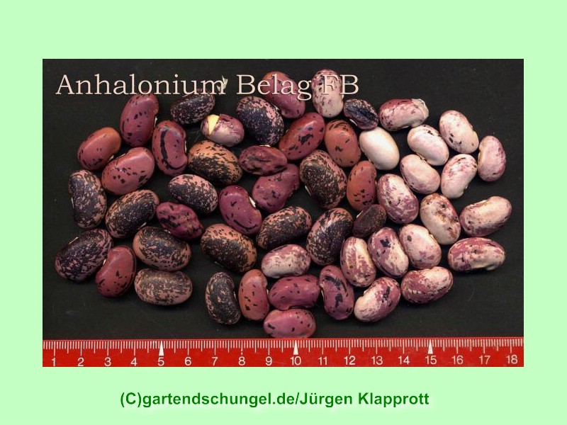 Anhalonium 3 Belag