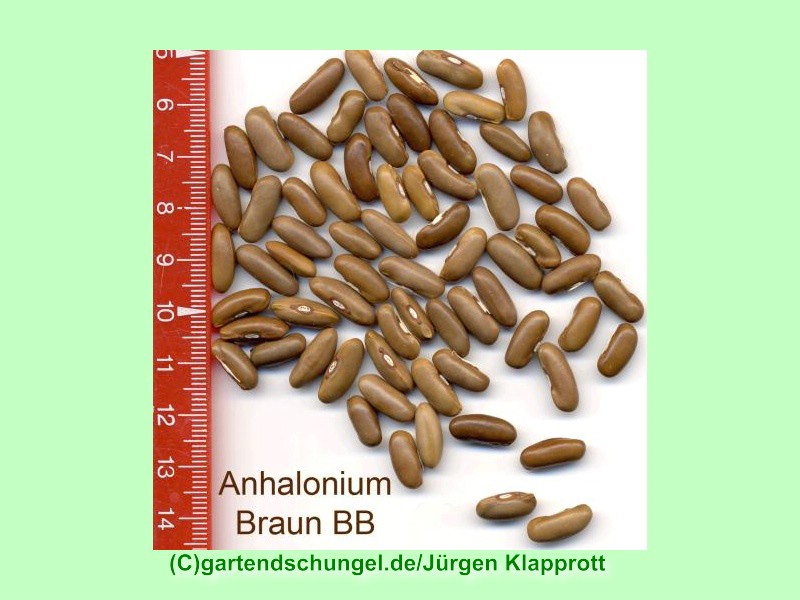 Anhalonium braun