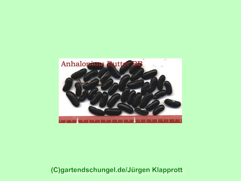 Anhalonium Butter