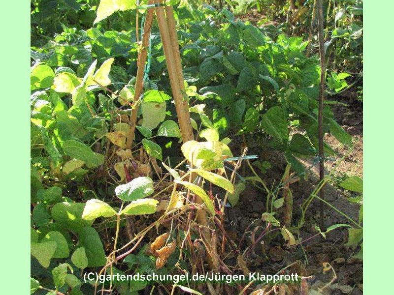 Anhalonium dunkelblaurot