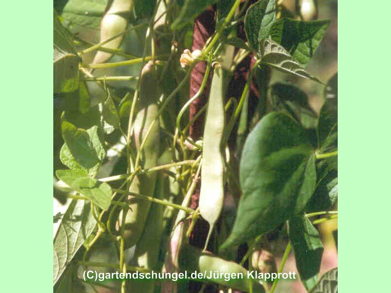 Borlotti