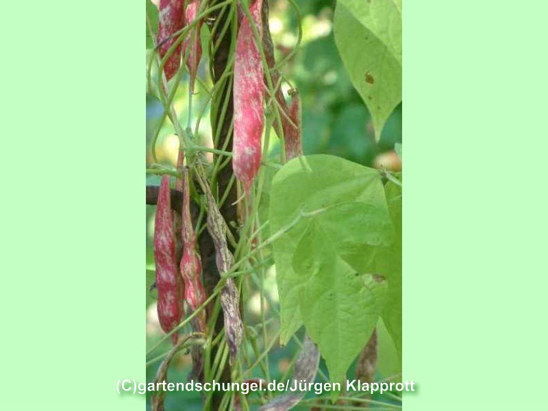Borlotti