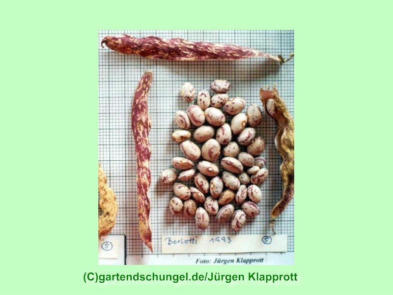 Borlotti