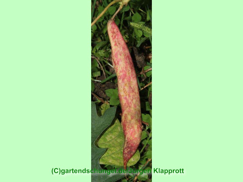 Brochton Horticural