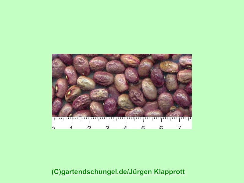 Chriesistei (Kirschkern)