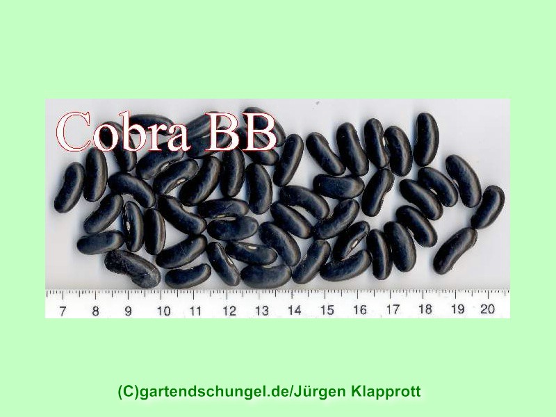 Cobra