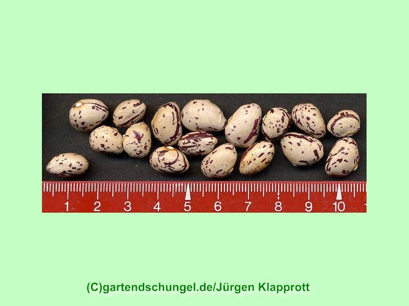 Coco de Prague nain (Borlotti Typ)