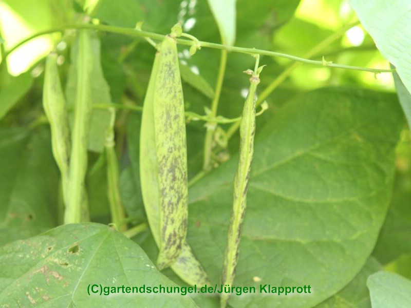 Coco de Prague nain (Borlotti Typ)