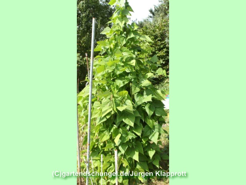 Coco de Prague nain (Borlotti Typ)