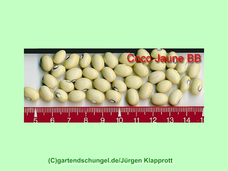 Coco Jaune de Chine