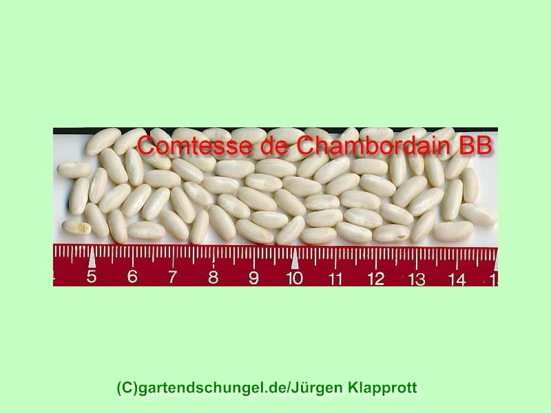 Comtesse de Chambord (grüne Bohne)