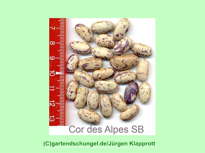 Cor Des Alpes