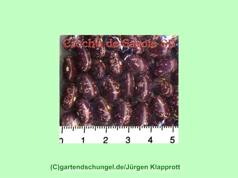 Crochu de Savoie (grüne Bohne)