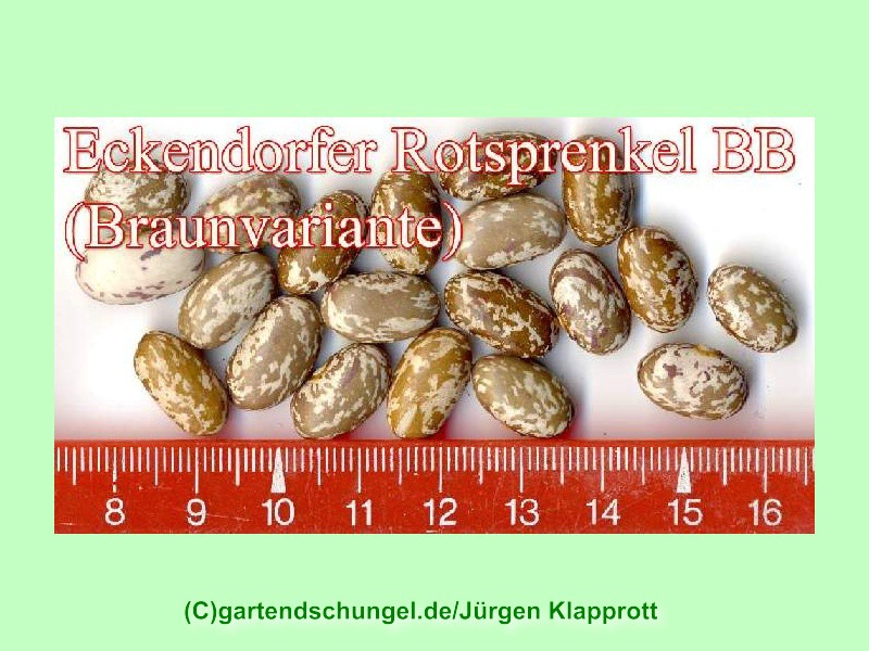 Eckendorfer Rotsprenkel