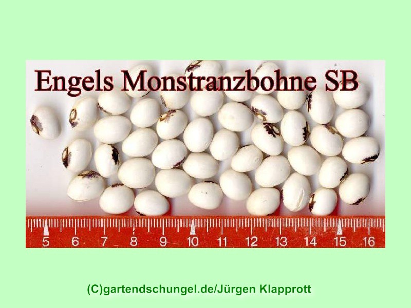 Engelsbohne (Monstranzbohne)