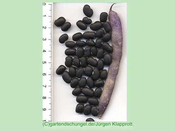 Black Turtle Bean